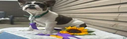 French Bulldog dogs for sale: Sonny - Ad 1