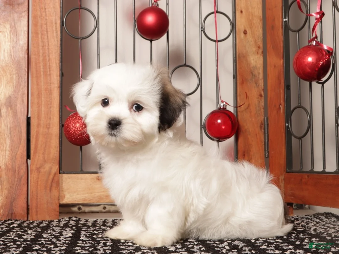 Teddy Bear dogs for sale: Mocha - Ad 4