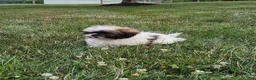 Shih Tzu dogs for sale: Amelia - Ad 7