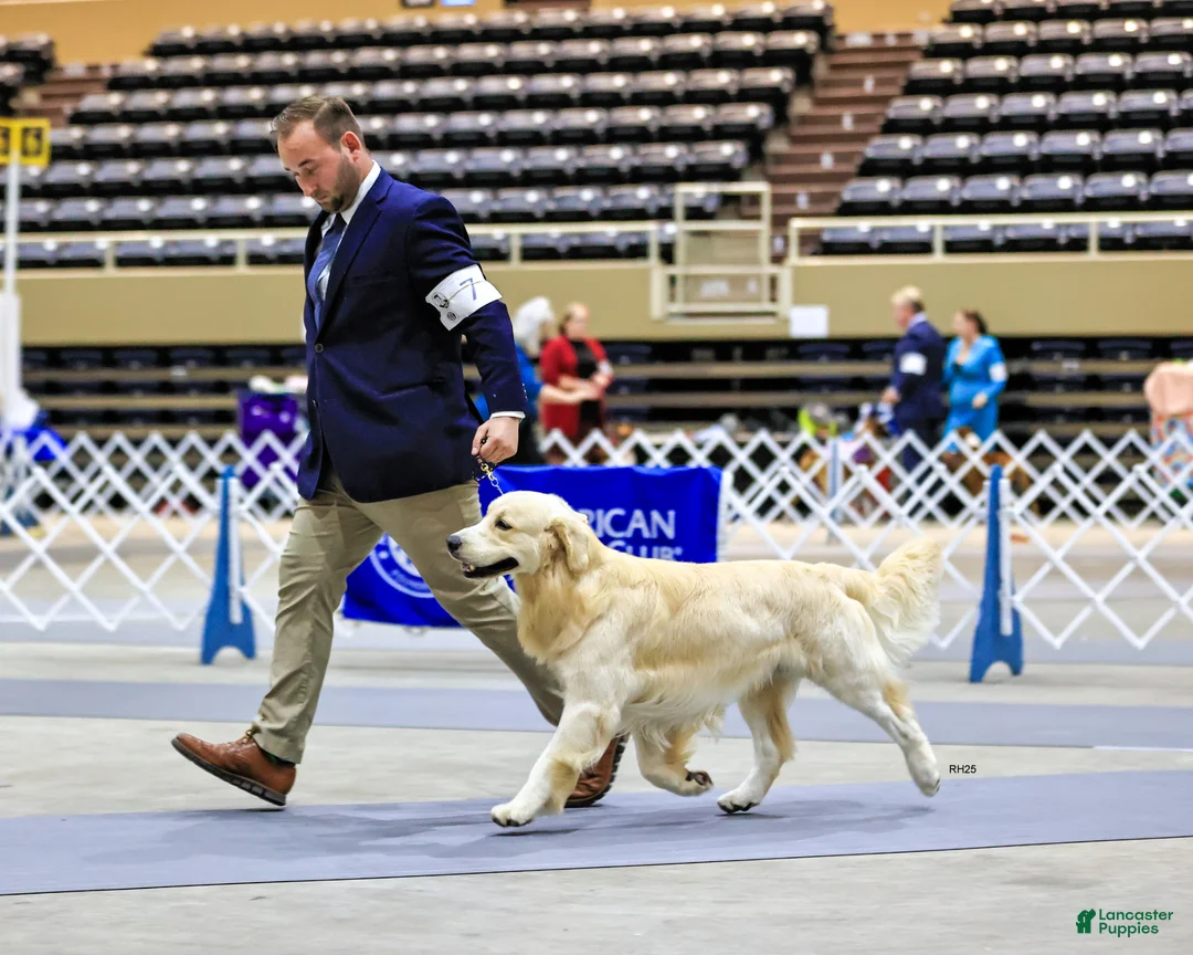 Golden Retriever dogs for stud: Golden retriever stud - Ad 2