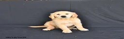 Golden Retriever dogs for sale: Jem  - Ad 3