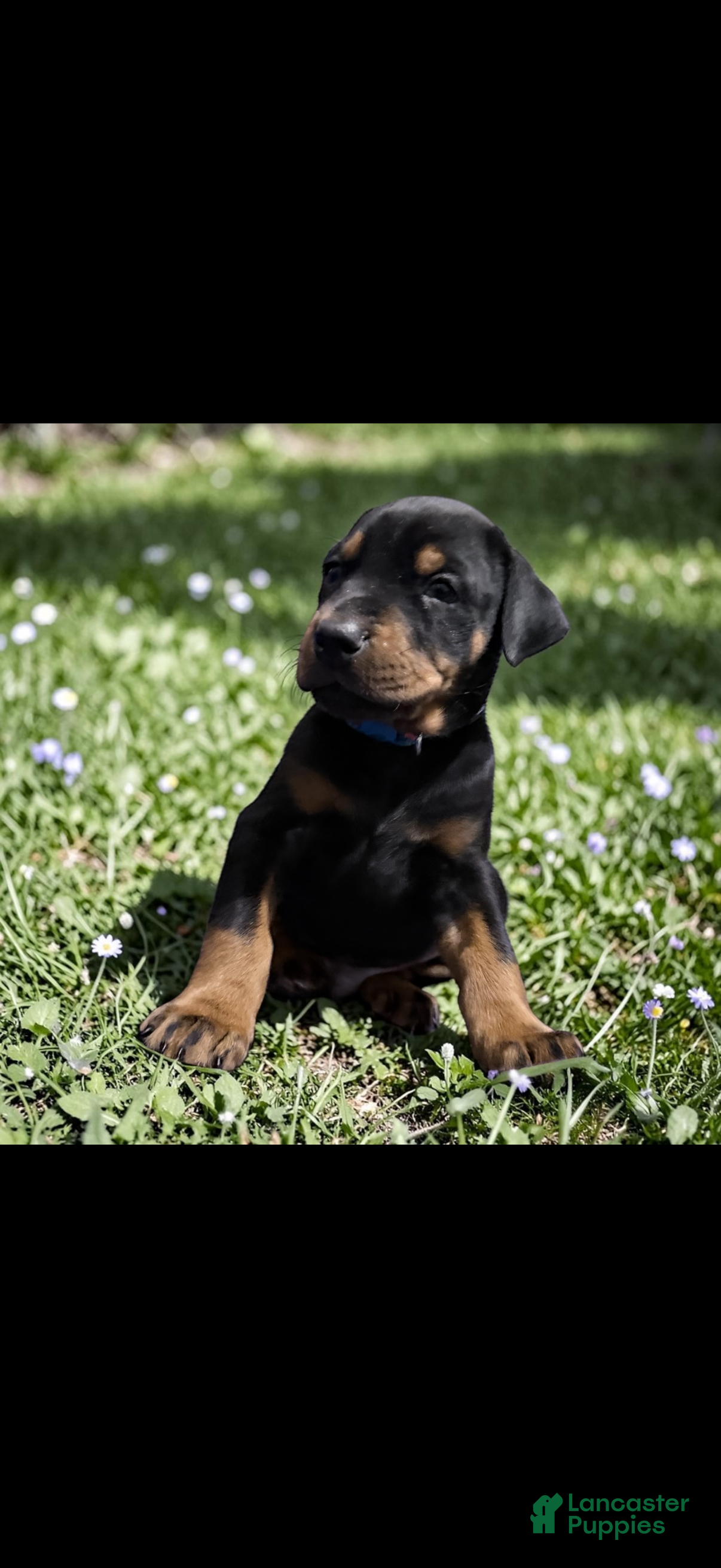 Doberman Pinscher dogs Doberman Pinscher Puppy 1 - Ad 25