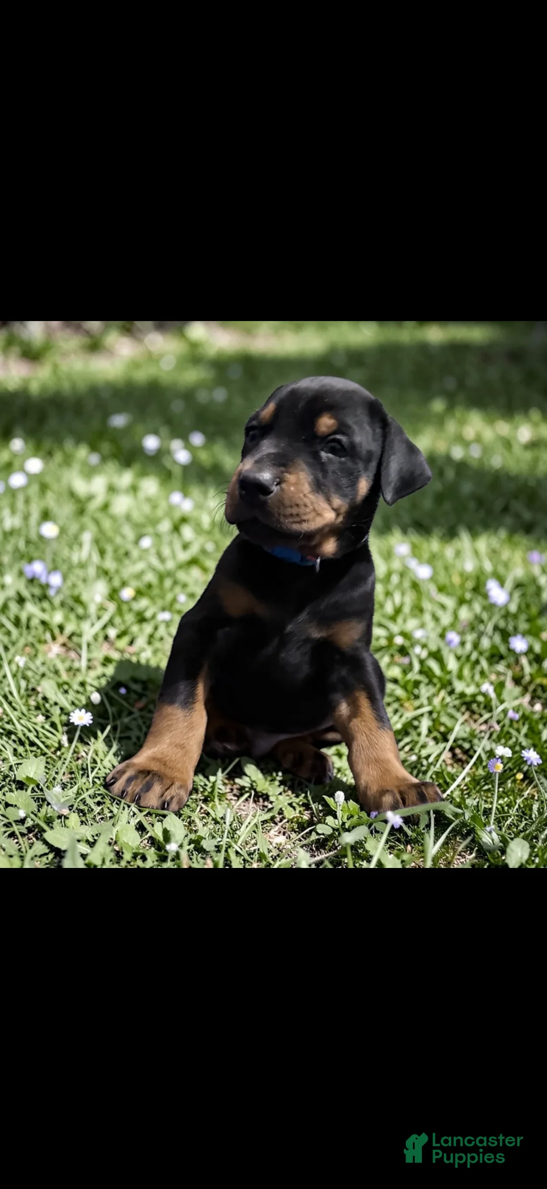 Doberman Pinscher dogs for sale: Doberman Pinscher Puppy 1 - Ad 1