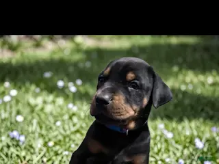 Doberman Pinscher dogs Doberman Pinscher Puppy 1 - Ad 25