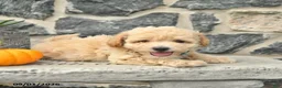 Maltipoo dogs for sale: Chipper  - Ad 3