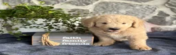 Goldendoodle dogs for sale: Nash - Ad 12