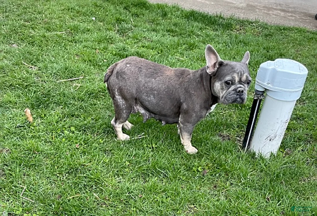 French Bulldog dogs for sale: Gigi - Ad 5