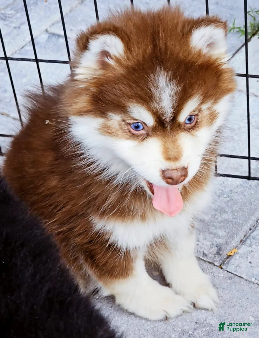 Pomsky dogs for sale: Blaze - Ad 5