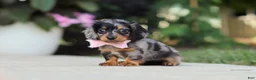 Miniature Dachshund dogs for sale: Cora - Ad 8