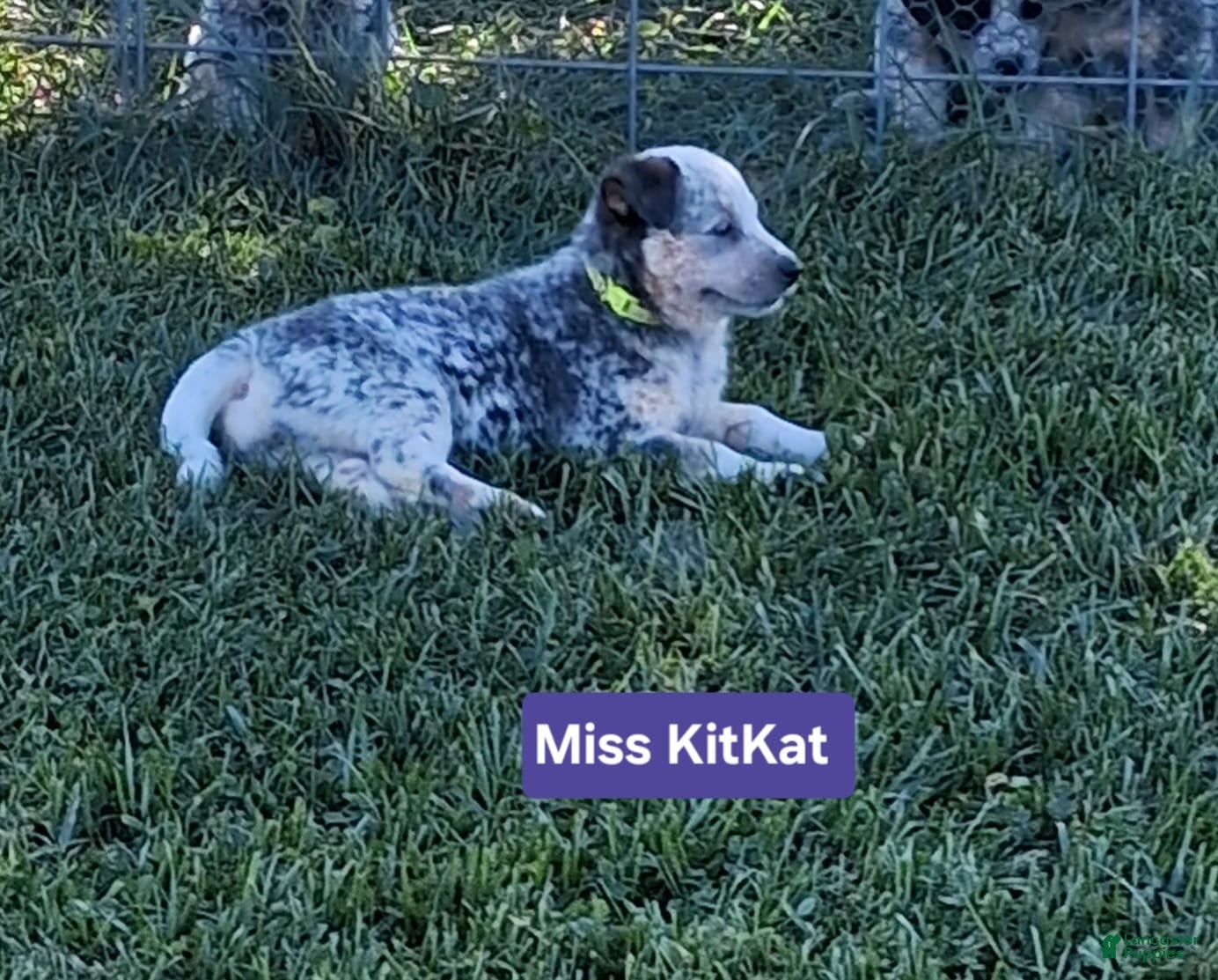 Australian Cattle Dog dogs AKC Australian Cattle Dog Miss Kit Kat    - Ad 2