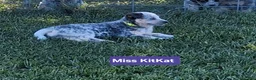 Australian Cattle Dog dogs for sale: AKC Australian Cattle Dog Miss Kit Kat    - Ad 2
