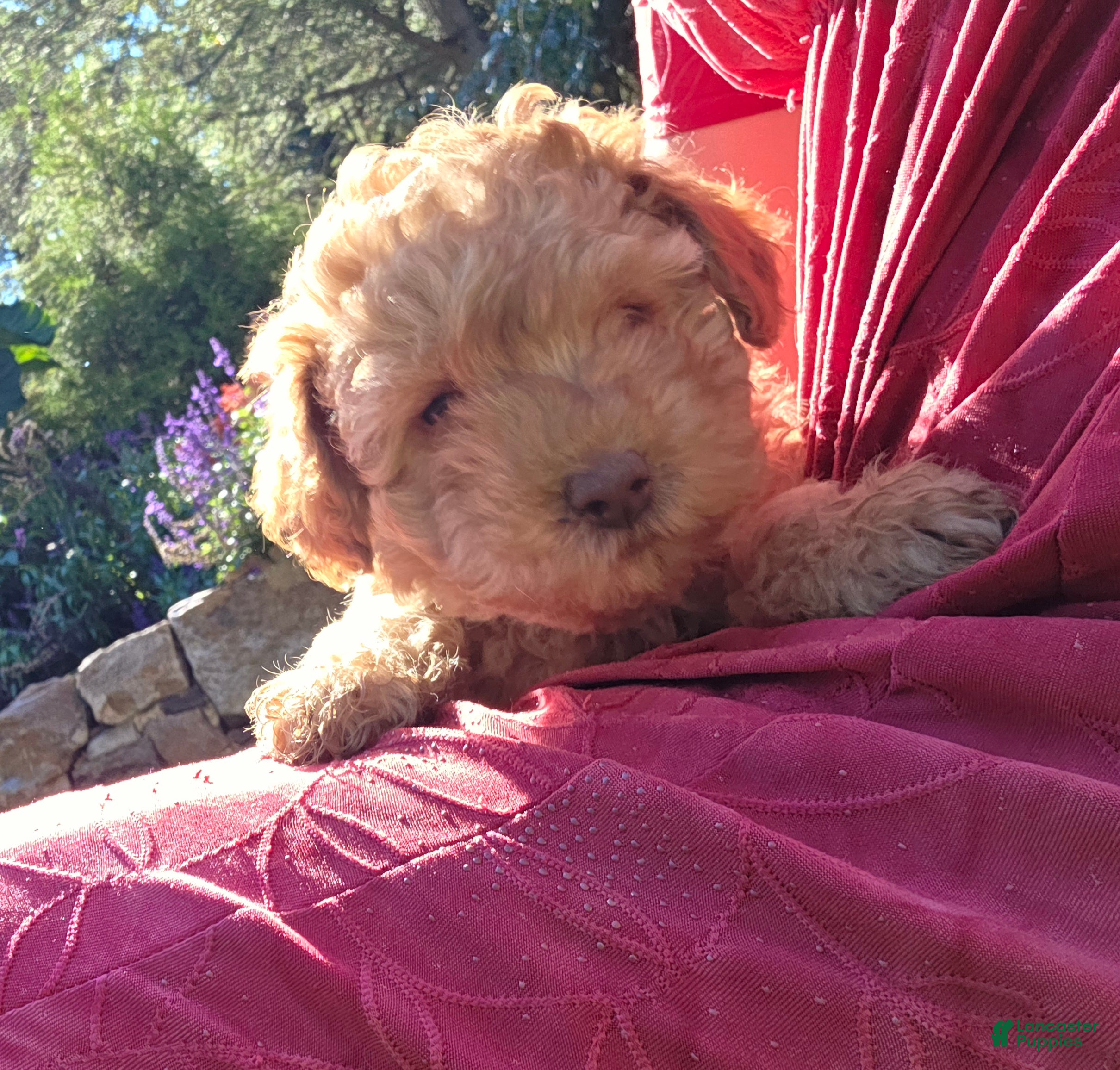 Cavapoo dogs for sale: Mercy - Ad 2