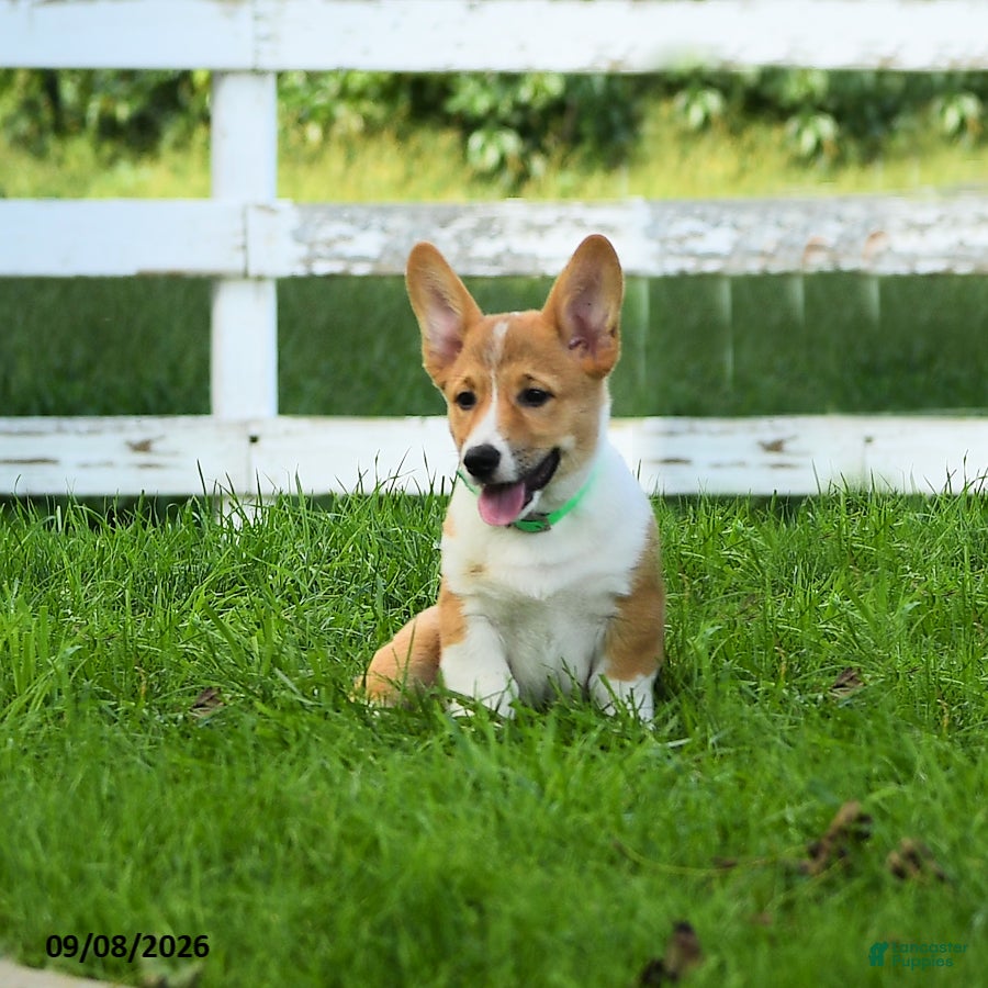 Welsh Corgi Pembroke dogs Buddy  - Ad 2