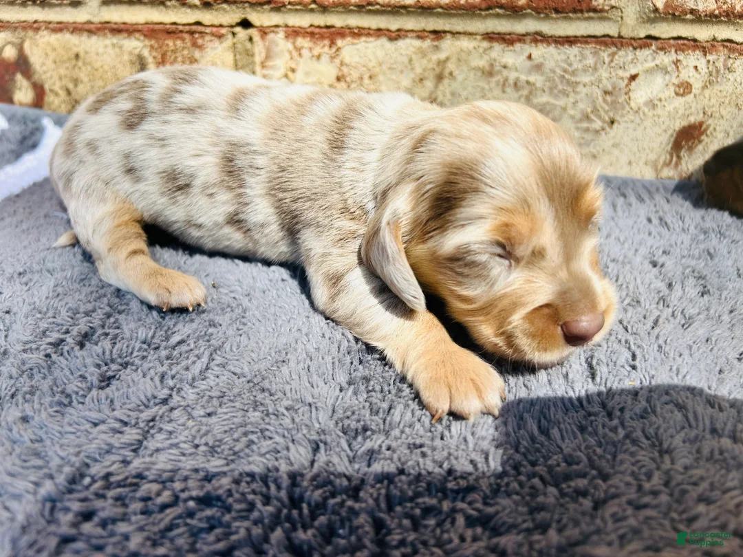 Miniature Dachshund dogs for sale: Miniature Dachshund 1 - Ad 1