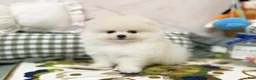 Pomeranian dogs for sale: Luna - Ad 3