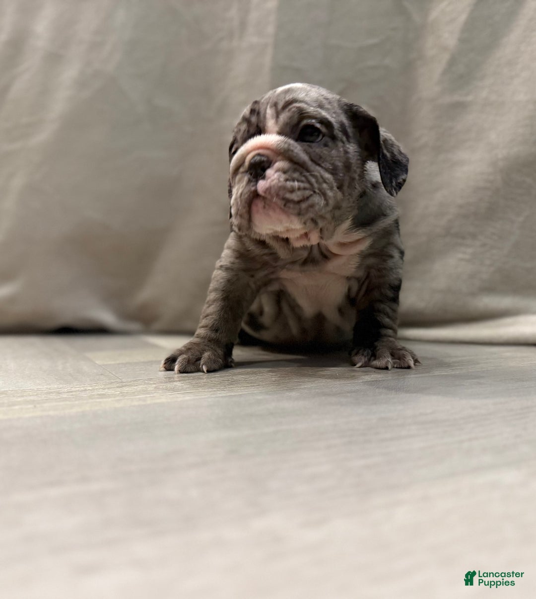 English Bulldog dogs for sale: Judy - Ad 10