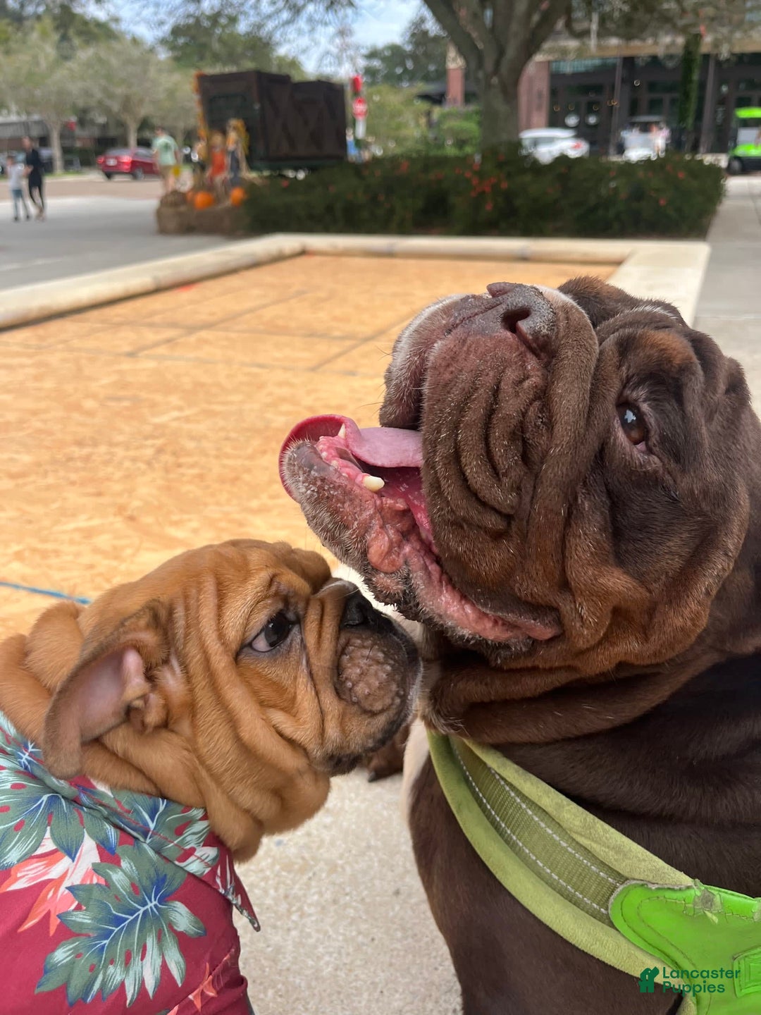 Gallery Image {{count}}