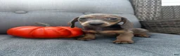 Miniature Dachshund dogs for sale: Franklin  - Ad 5