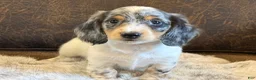 Miniature Dachshund dogs for sale: Stetson - Ad 2