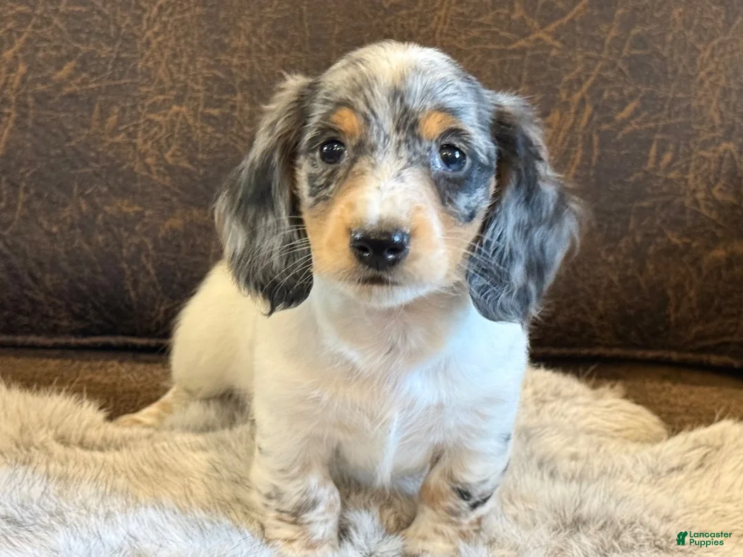 Miniature Dachshund dogs for sale: Stetson - Ad 2