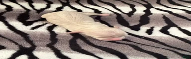 Cream female 2