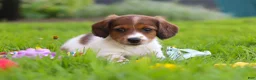 Miniature Dachshund dogs for sale: Benji - Ad 8