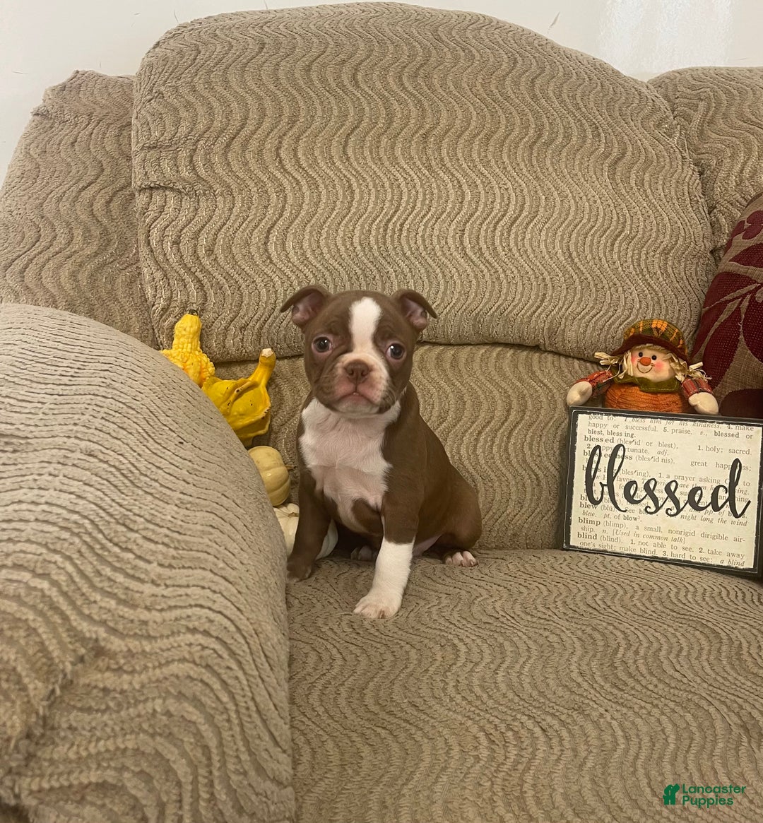 Boston Terrier dogs for sale: Orpha - Ad 1
