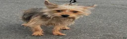 Chorkie dogs for sale: Chorkie Puppy 1 - Ad 4