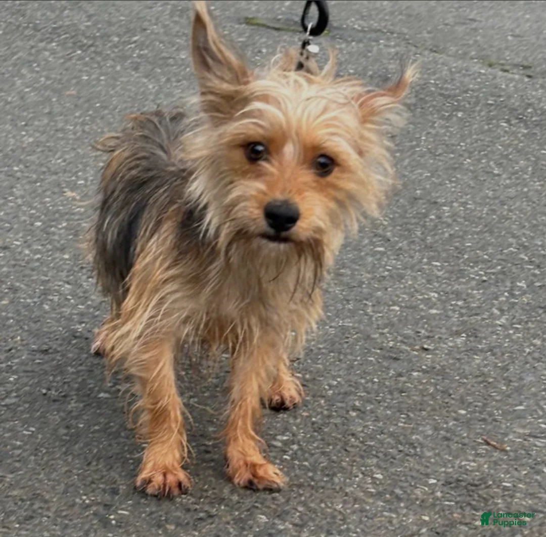 Chorkie dogs for sale: Chorkie Puppy 1 - Ad 4
