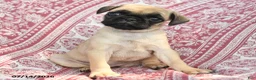 Pug dogs for sale: Mary - Ad 3
