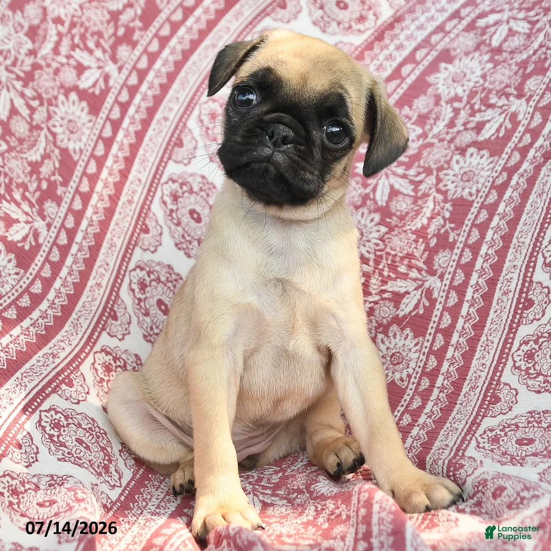 Pug dogs for sale: Mary - Ad 3