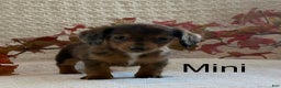 Miniature Dachshund dogs for sale: Mini - Ad 7