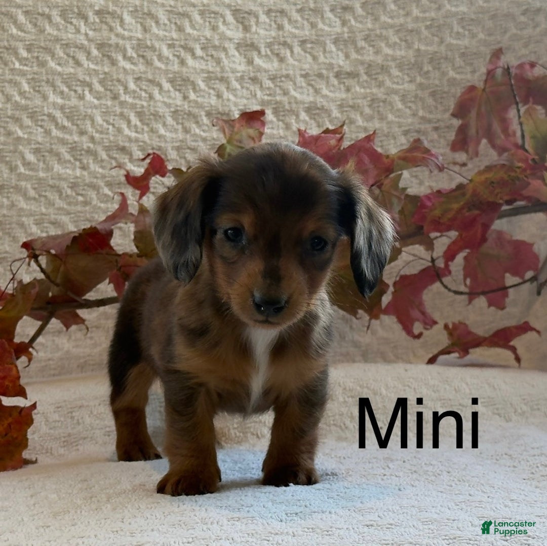 Miniature Dachshund dogs for sale: Mini - Ad 7