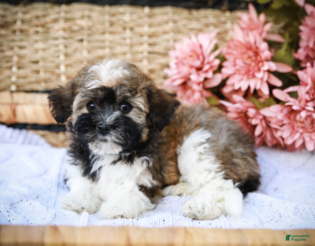 Havanese dogs for sale: Paisley (AKC)  - Ad 9