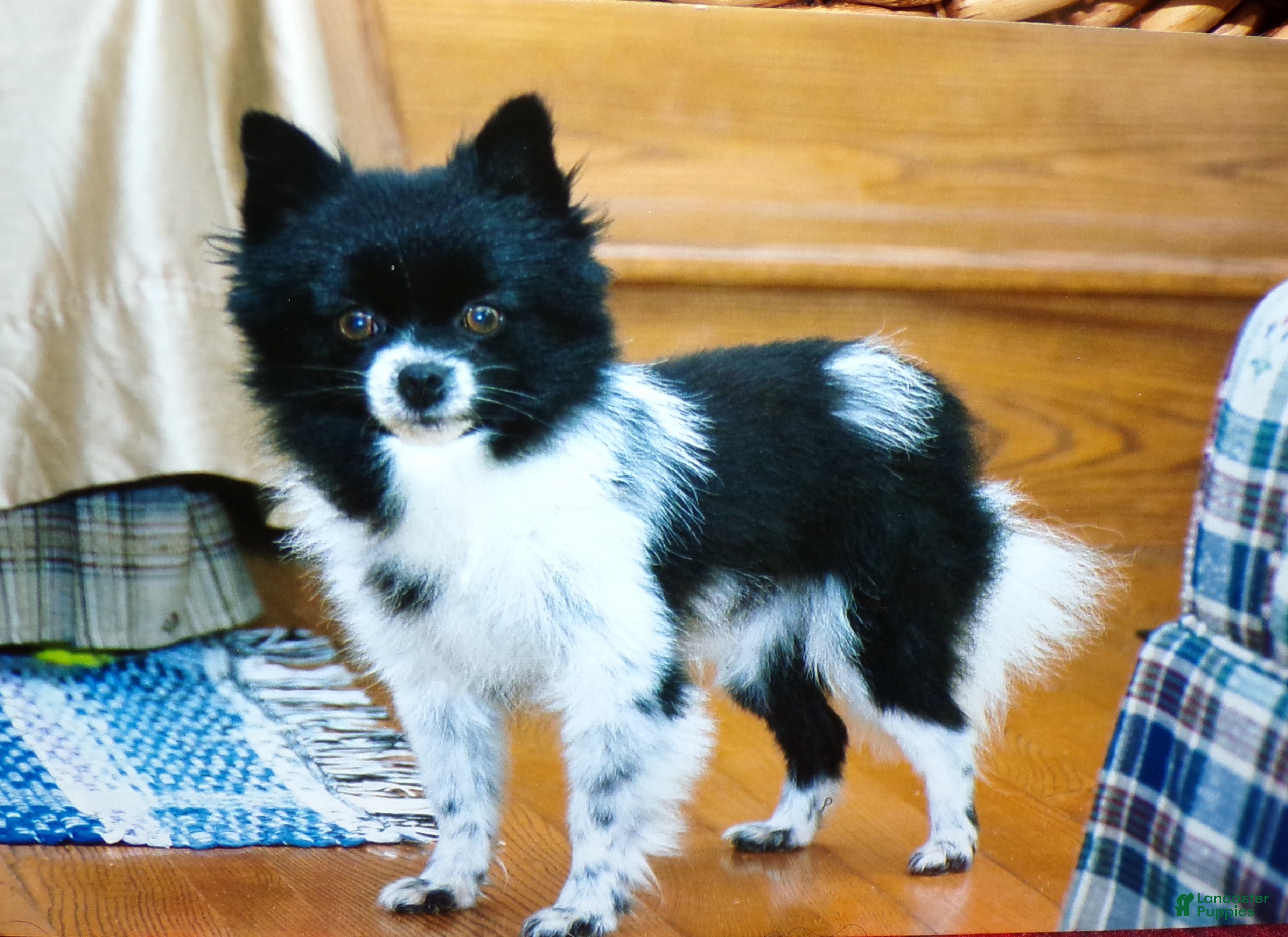 Pomeranian dogs Pomeranian Puppy 1 Sandy - Ad 14