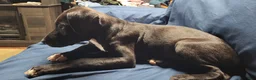 American Pit Bull Terrier dogs for sale: American Pit Bull Terrier 2 - Ad 1