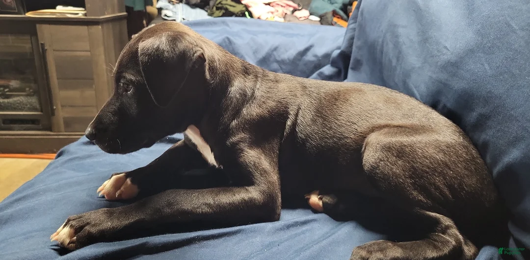 American Pit Bull Terrier dogs for sale: American Pit Bull Terrier 2 - Ad 1
