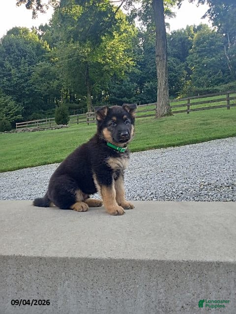 German Shepherd dogs for sale: Dice - Ad 2