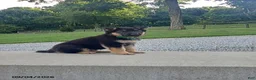 German Shepherd dogs for sale: Dice - Ad 1
