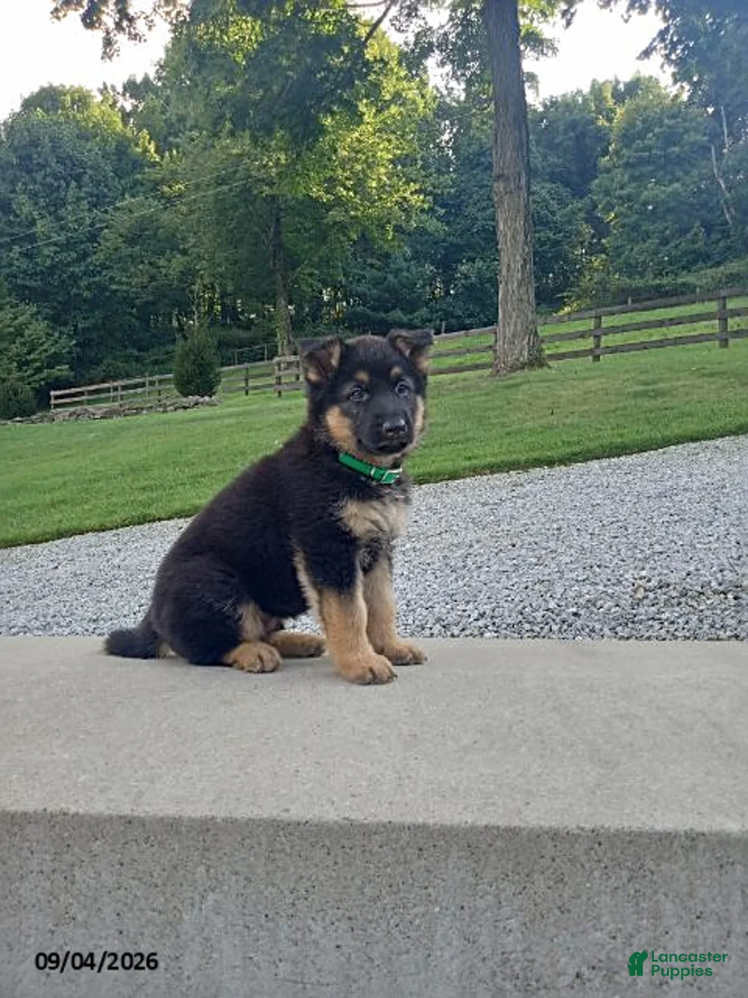 German Shepherd dogs for sale: Dice - Ad 1