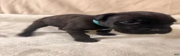 Cane Corso dogs for sale: light blue - Ad 3