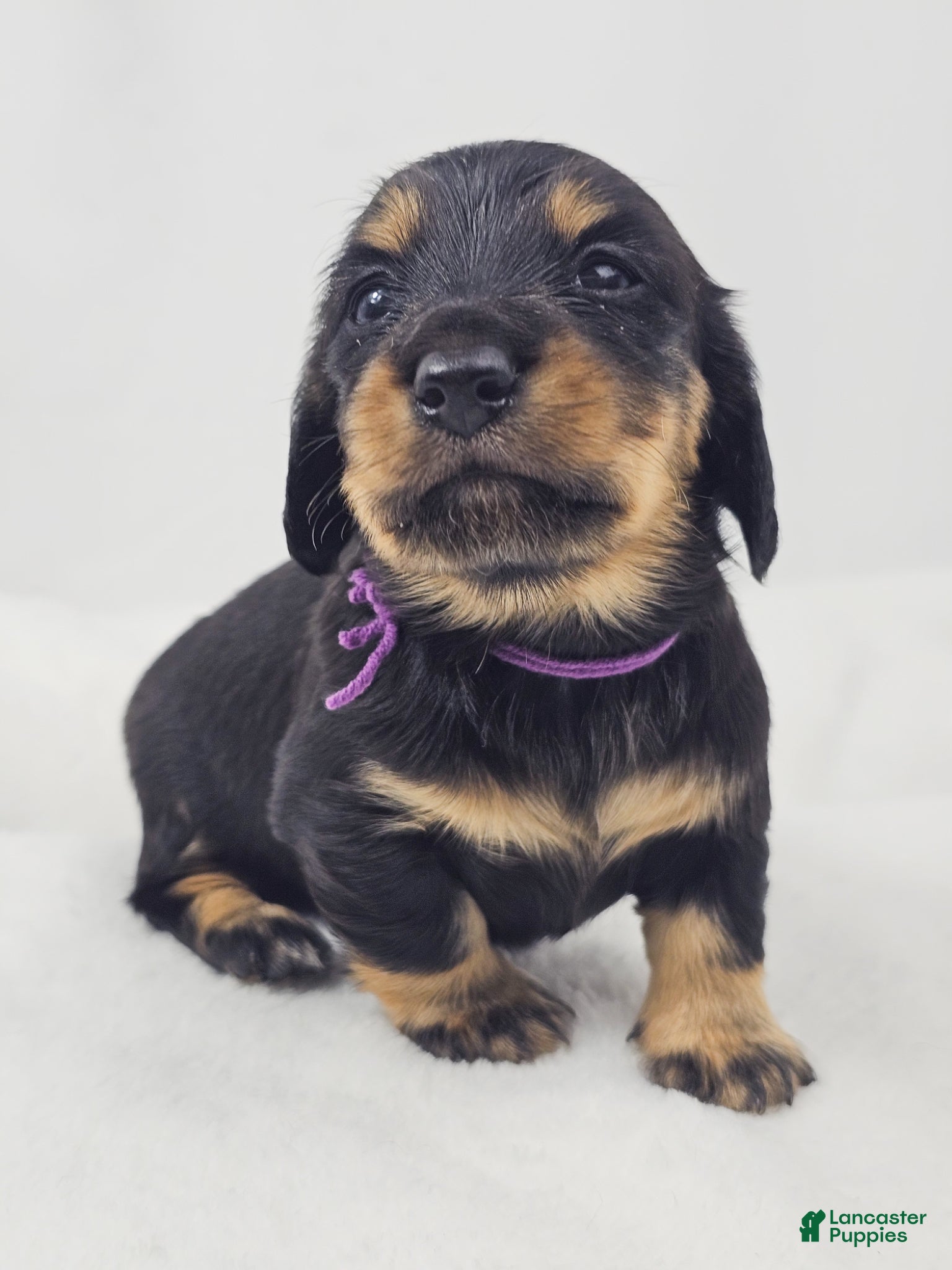 Miniature Dachshund dogs Shore - Ad 19