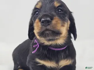 Miniature Dachshund dogs Shore - Ad 19