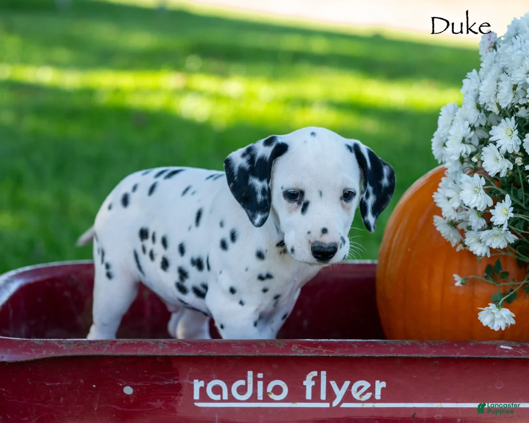 Dalmatian dogs for sale: Duke - Ad 2