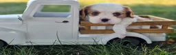 Cavalier King Charles Spaniel dogs for sale: Oscar - Ad 5