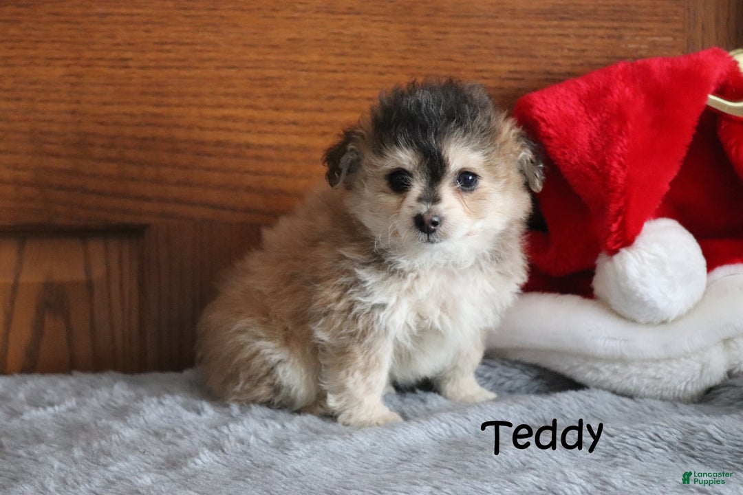 Miniature Poodle dogs for sale: Teddy - Ad 2