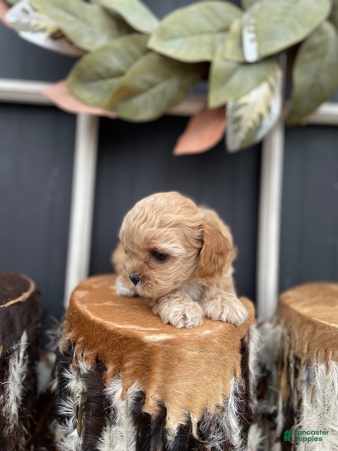 Cavapoo dogs for sale: Buddy - Ad 2