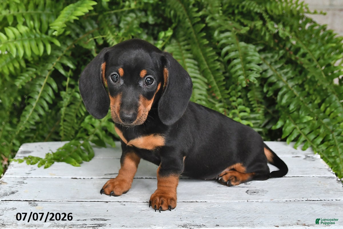 Dachshund dogs Gordan - Ad 1