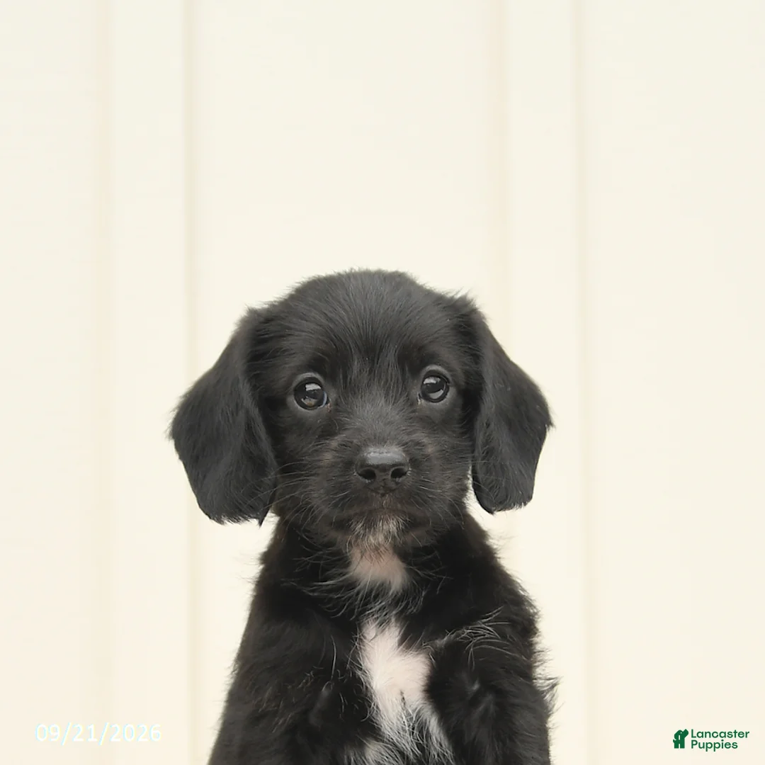 Mixed Breed dogs for sale: Faye - Ad 5