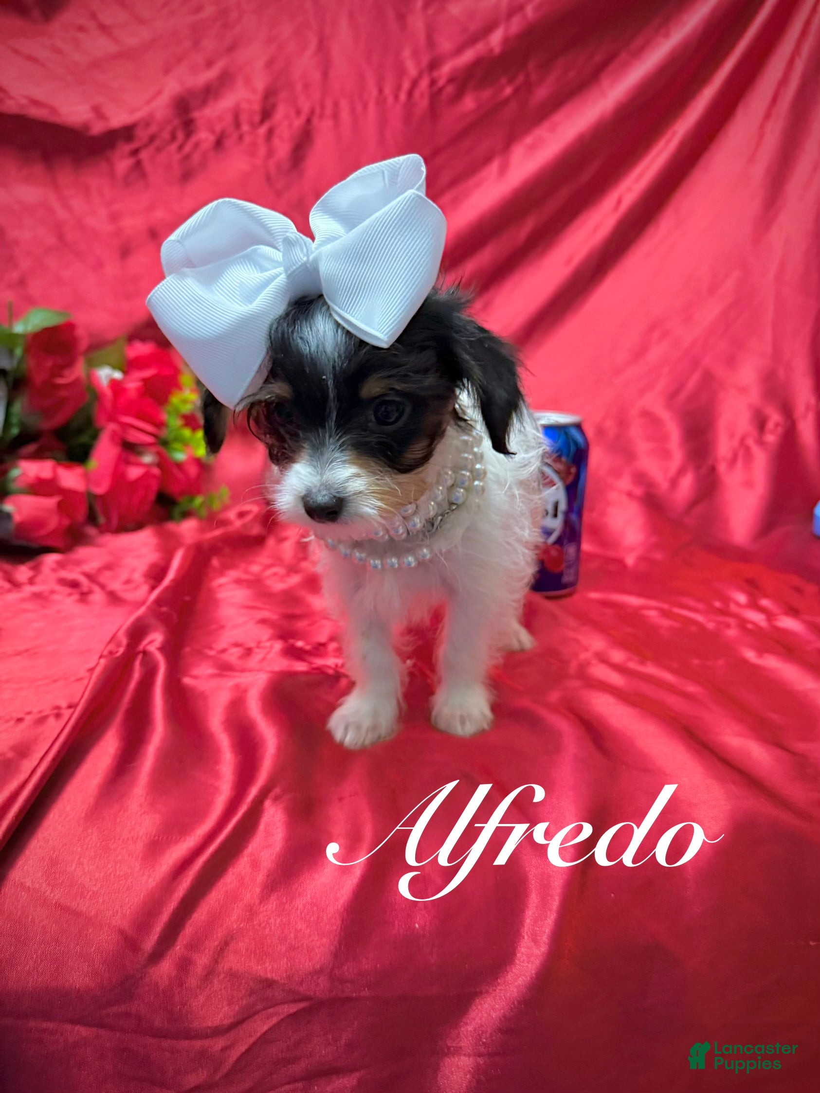 Yorkshire Terrier dogs Alfredo - Ad 10